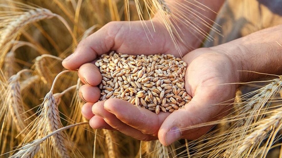 ئه‌مساڵ عێراق چۆن گه‌نمى جووتیارانى هه‌رێمى كوردستان وه‌رده‌گرێت؟